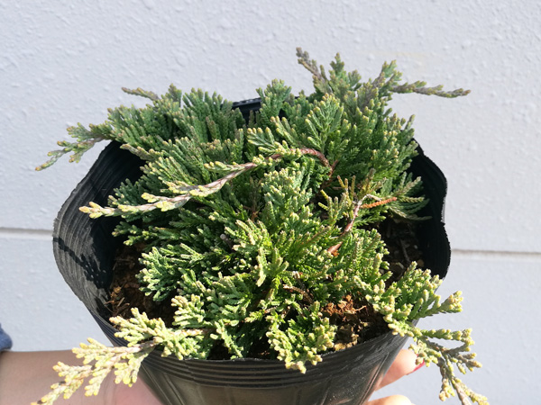 アオダモにおすすめの下草:ウィルトニー