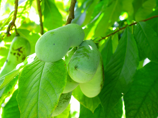 ポポーの育て方:摘果