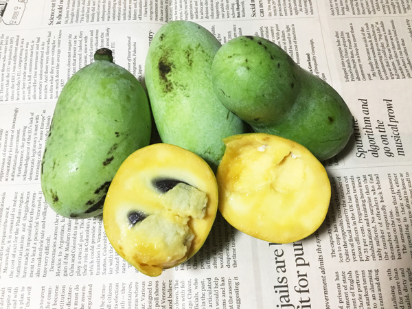 ポポーの育て方:ポポーとは?