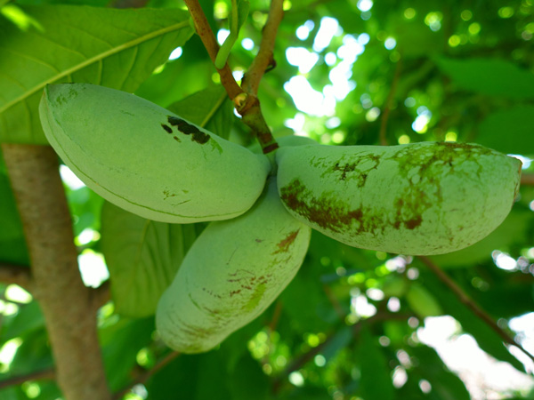ポポーの育て方:育てる前に知っておくこと