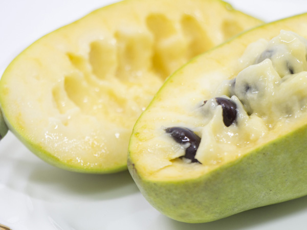 お店で買えない幻のフルーツ、ポポーの育て方