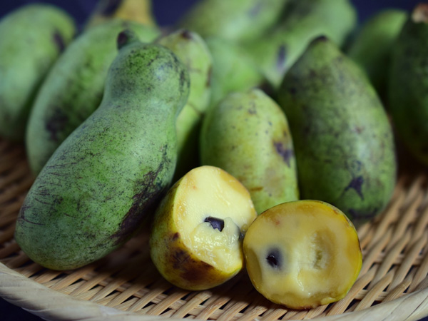 ポポーの育て方まとめ