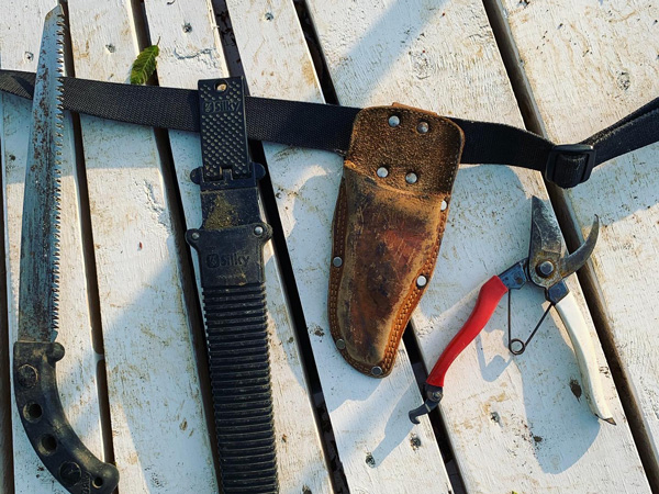 ポポーの育て方:剪定