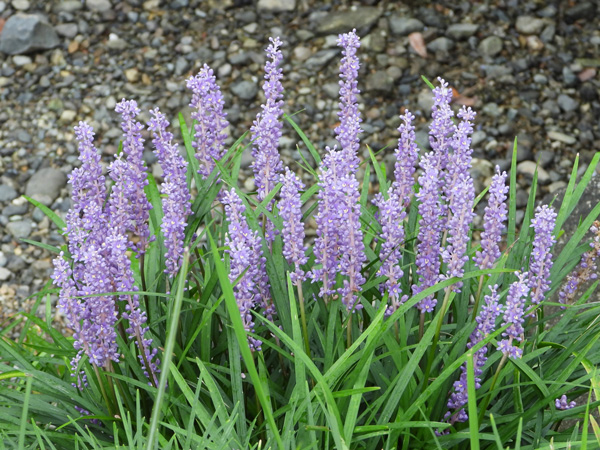 寒冷地でも花が美しいグランドカバー：ヤブラン