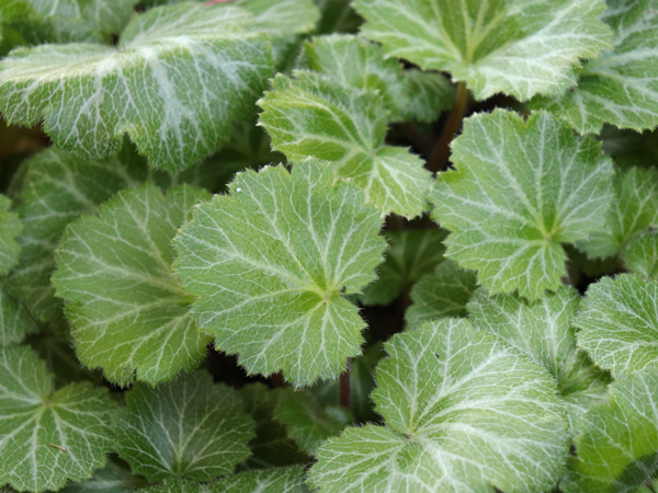 寒冷地でも花が美しいグランドカバー：ユキノシタの葉