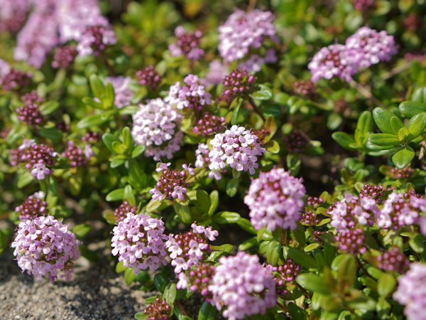 寒冷地でも花が美しいグランドカバー:クリーピングタイム