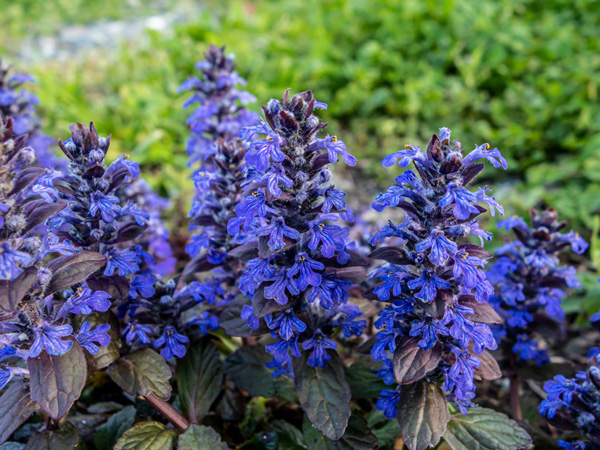 寒冷地でも花が美しいグランドカバー：アジュガ