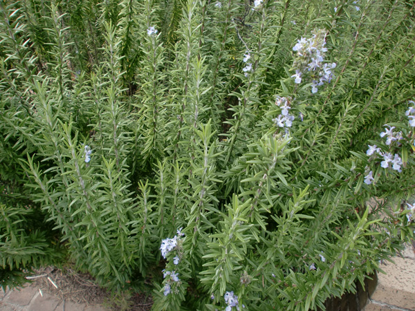 立性ローズマリー