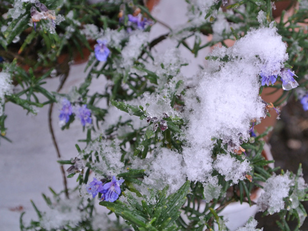 寒さに強いローズマリー