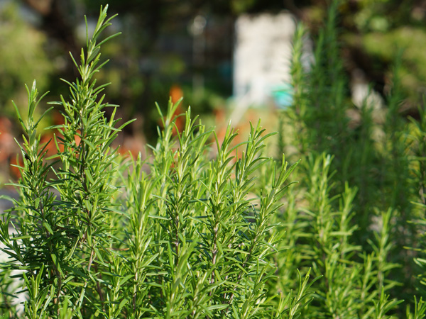ローズマリーまとめ