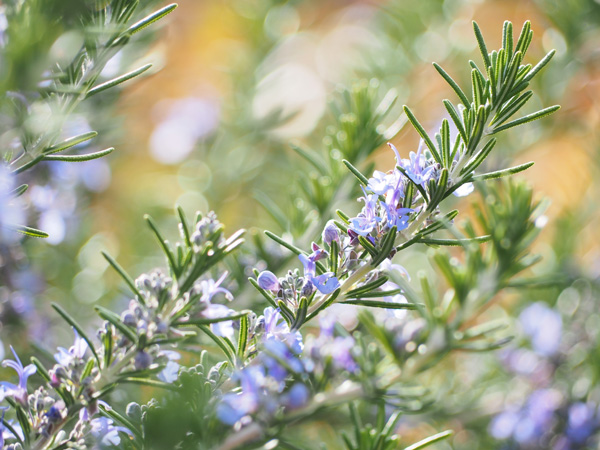 ローズマリーの花