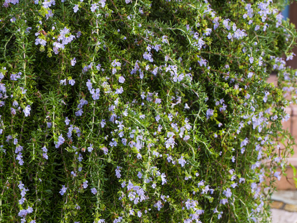 匍匐性ローズマリー