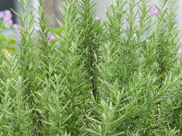 育てやすい人気のハーブのローズマリー