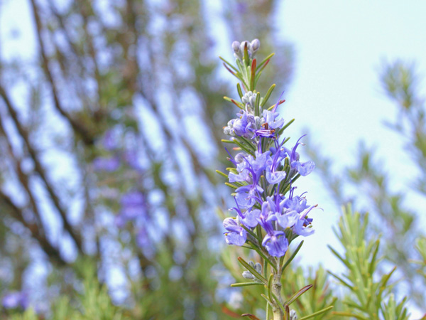 ローズマリーは病害虫がつきにくい