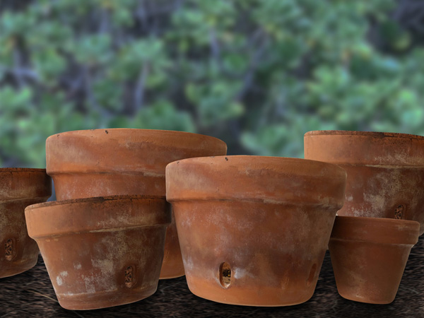 ローズマリーは植え替えが苦手