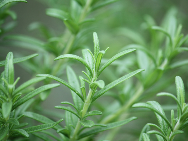 ローズマリーとは