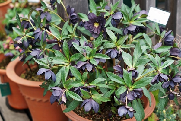 クリスマスローズの選び方2：強健な種類を選ぶこと