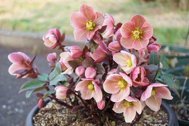 初心者におすすめのクリスマスローズ：”ピンクフロスト”（H×ballardiae）