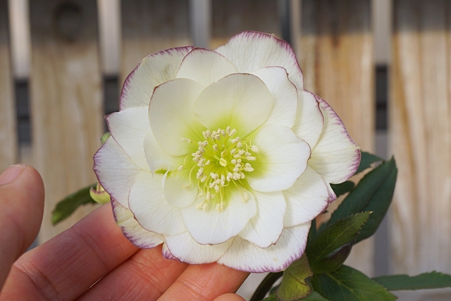 初心者におすすめのクリスマスローズ：“ウィンターシンフォニー”（H×hybridus）