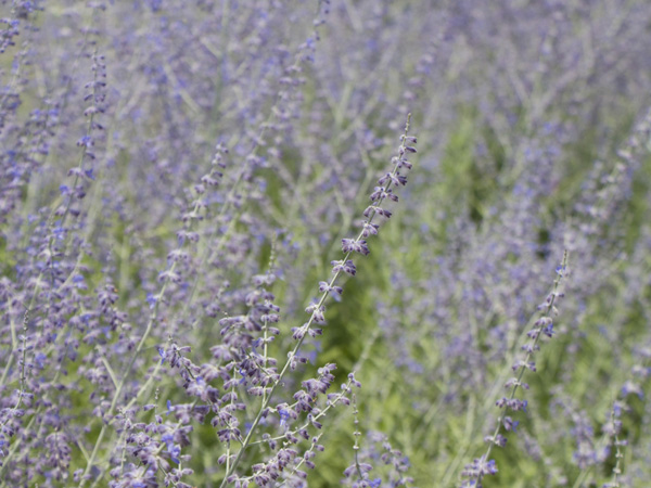 プランターで育てやすいハーブ:ロシアンセージ