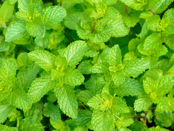 プランターで育てやすいハーブ:ペパーミント