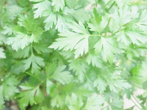 プランターで育てやすいハーブ:イタリアンパセリ