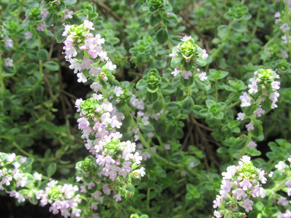 プランターで育てやすいハーブ:コモンタイム