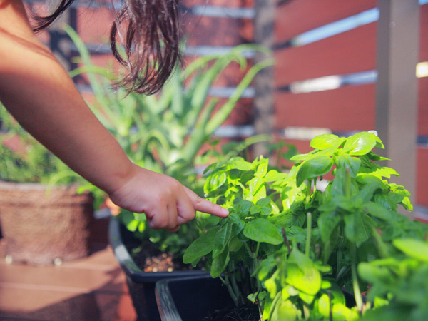プランターで育てられるハーブ