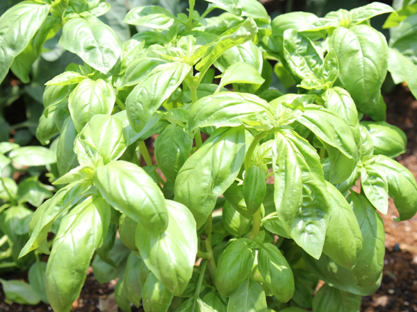 プランターで育てやすいハーブ:スイートバジル