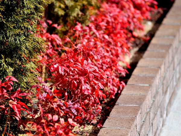 オタフクナンテンまとめ