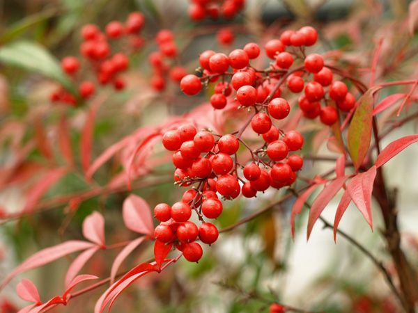 オタフクナンテンとナンテンの違い