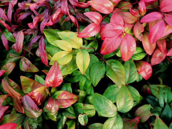 オタフクナンテンの育て方