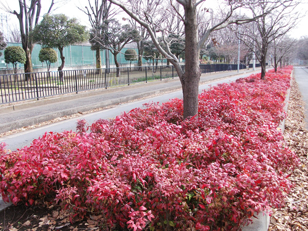 オタフクナンテンと落葉樹