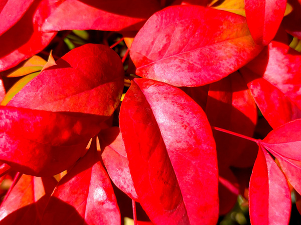 オタフクナンテンの紅葉