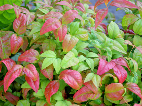 オタフクナンテンの紅葉2