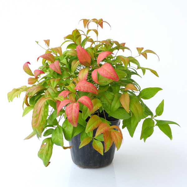 オタフクナンテンの基本情報