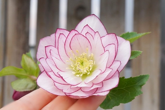 クリスマスローズの買い方