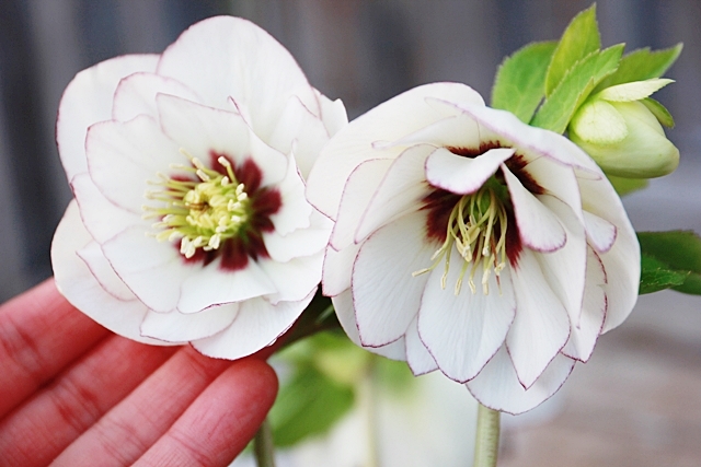 クリスマスローズってどこで買うの？