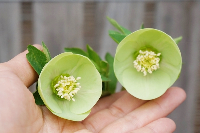 クリスマスローズの買い方：中級編