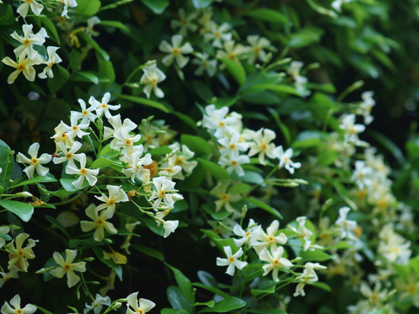 テイカカズラのおすすめの見せ方