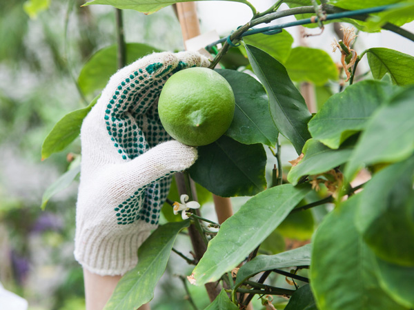 レモンの育て方:収穫