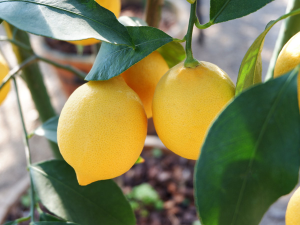 レモンの育て方