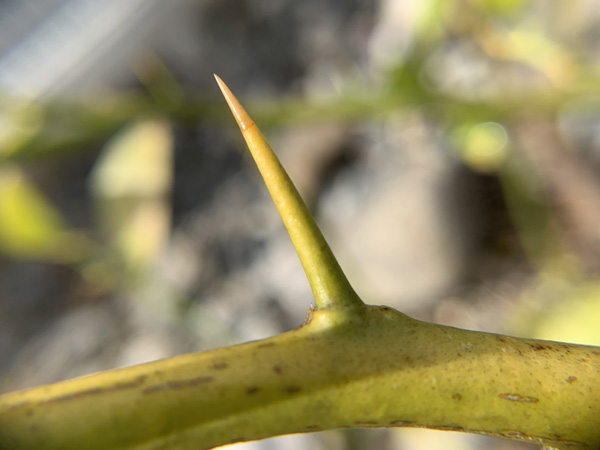 レモンの育て方:トゲ取り