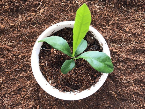 レモンの育て方:植え付け