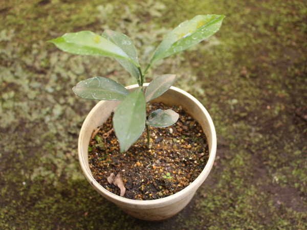 レモンの育て方:寒さ対策