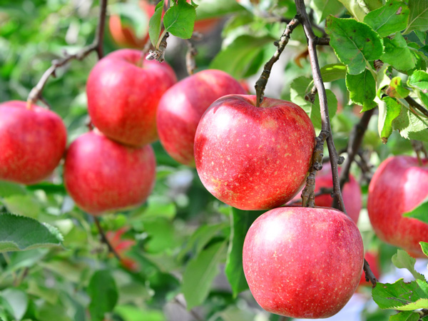 リンゴの育て方:収穫