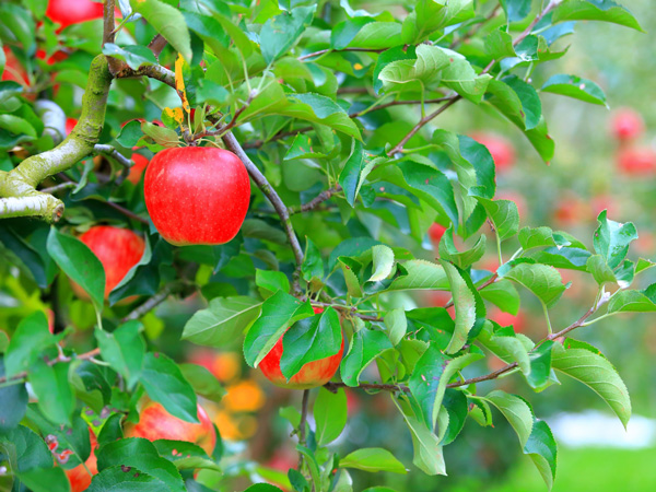 リンゴの育て方:事前に知っておきたいこと