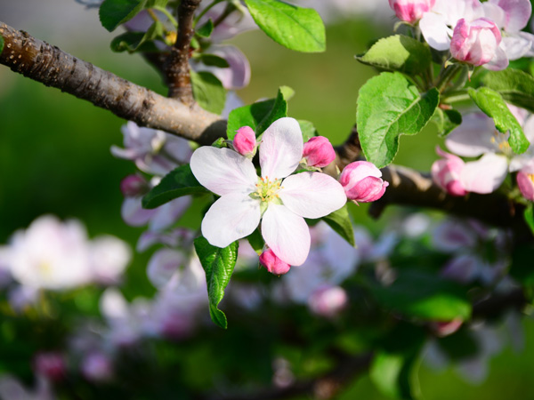 リンゴの育て方:人工授粉