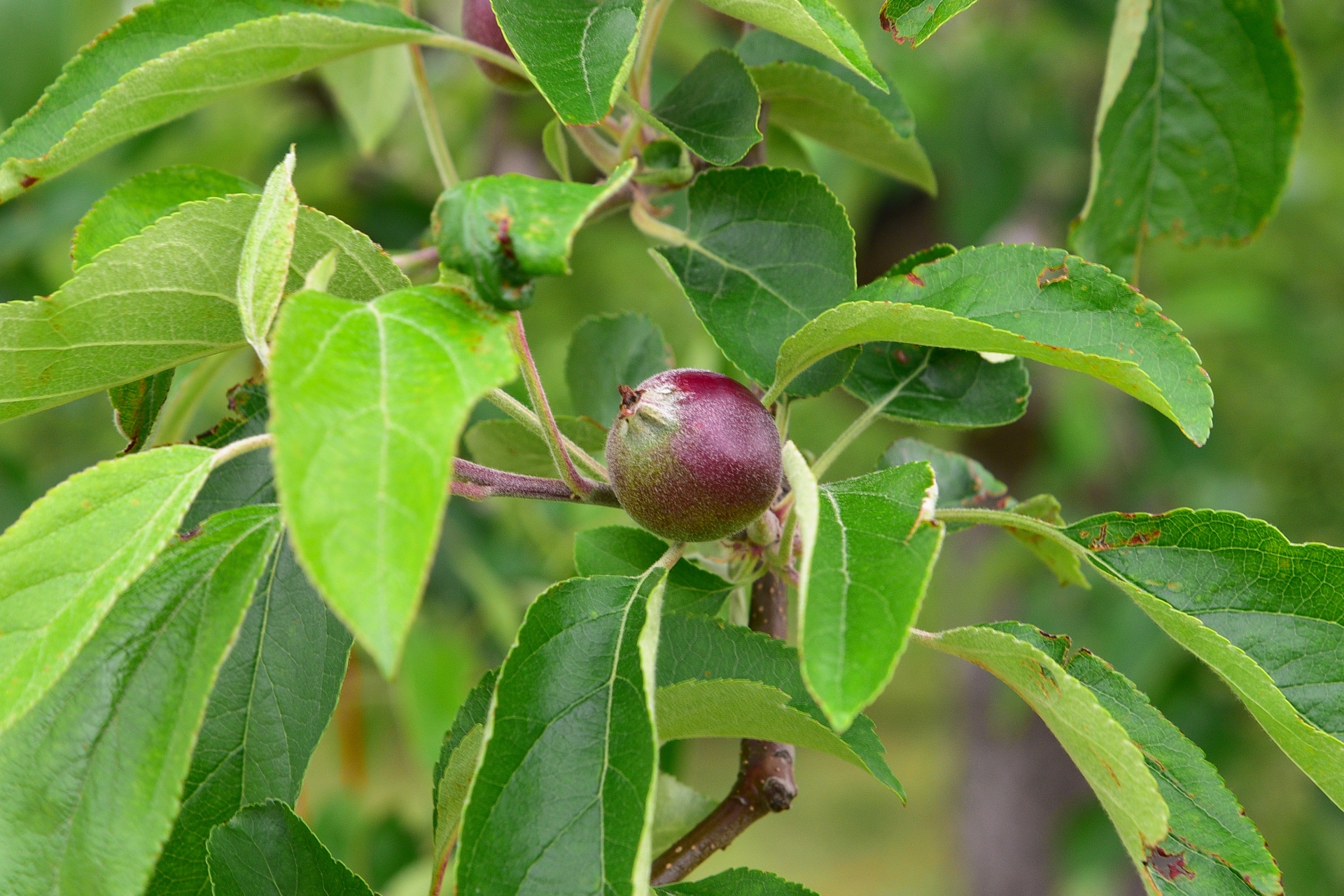 リンゴの育て方:摘果
