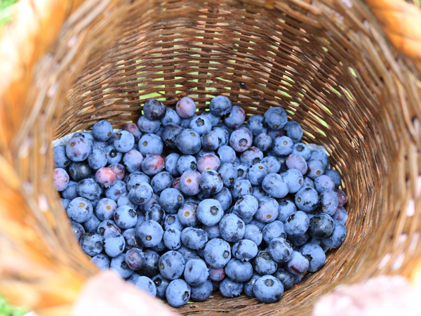 ブルーベリーの育て方:まとめ